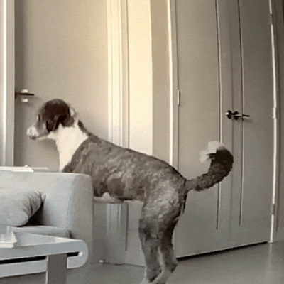 Perro con ansiedad por separación