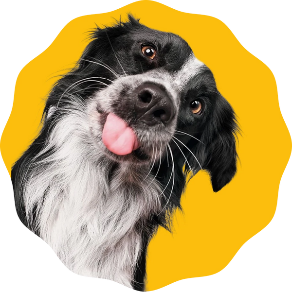 Perro feliz