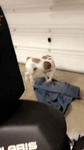 Perro con conductas repetitivas