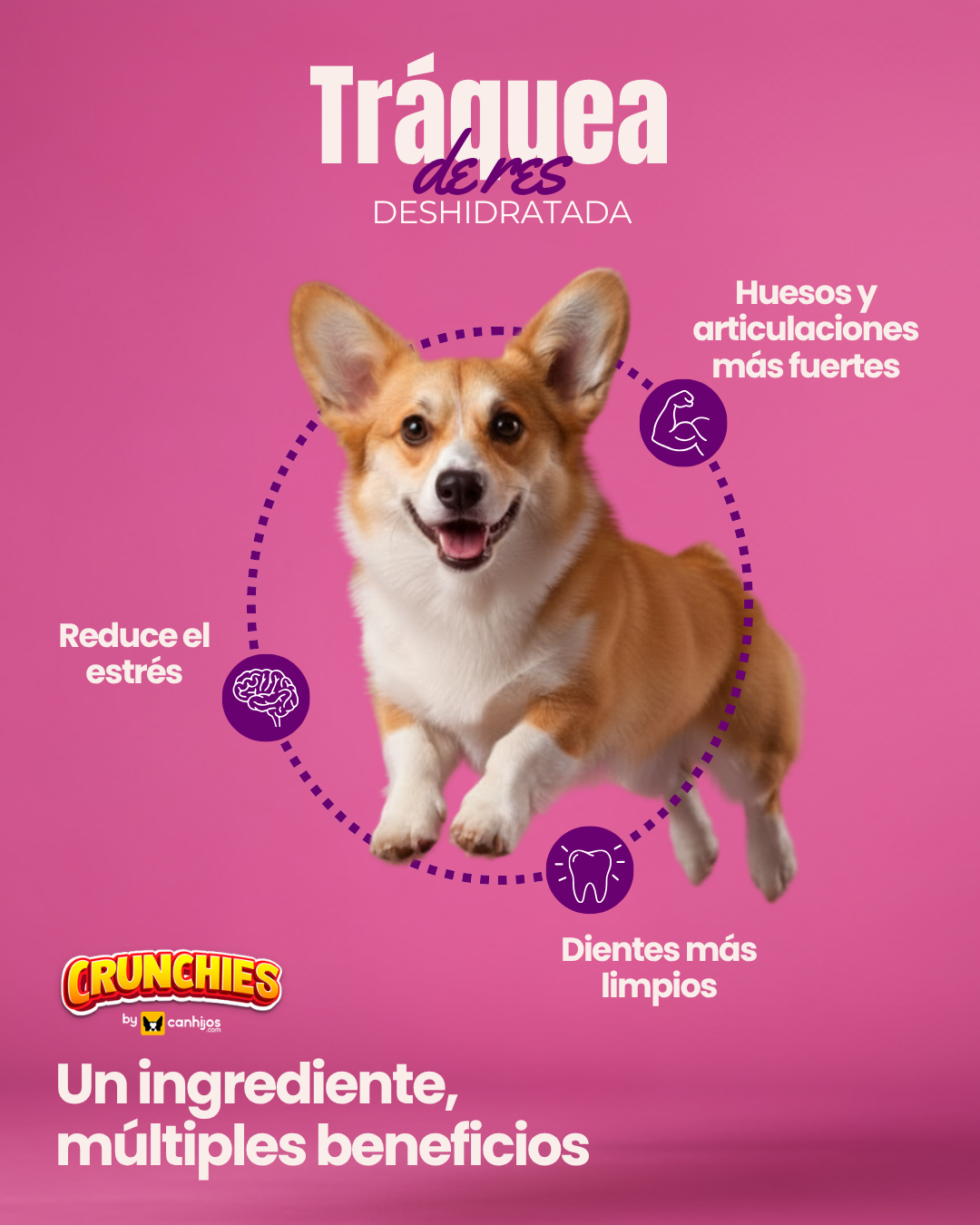 Tráquea de res