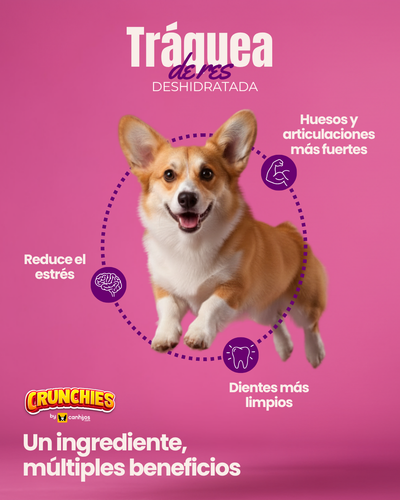 Tráquea de res