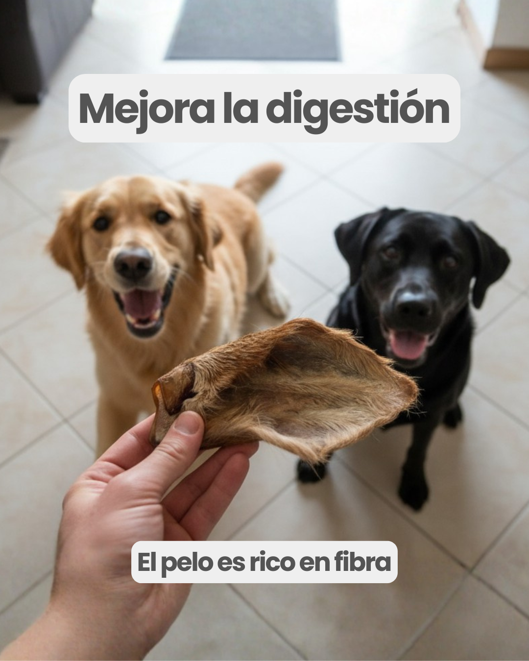 Orejas de res con pelo