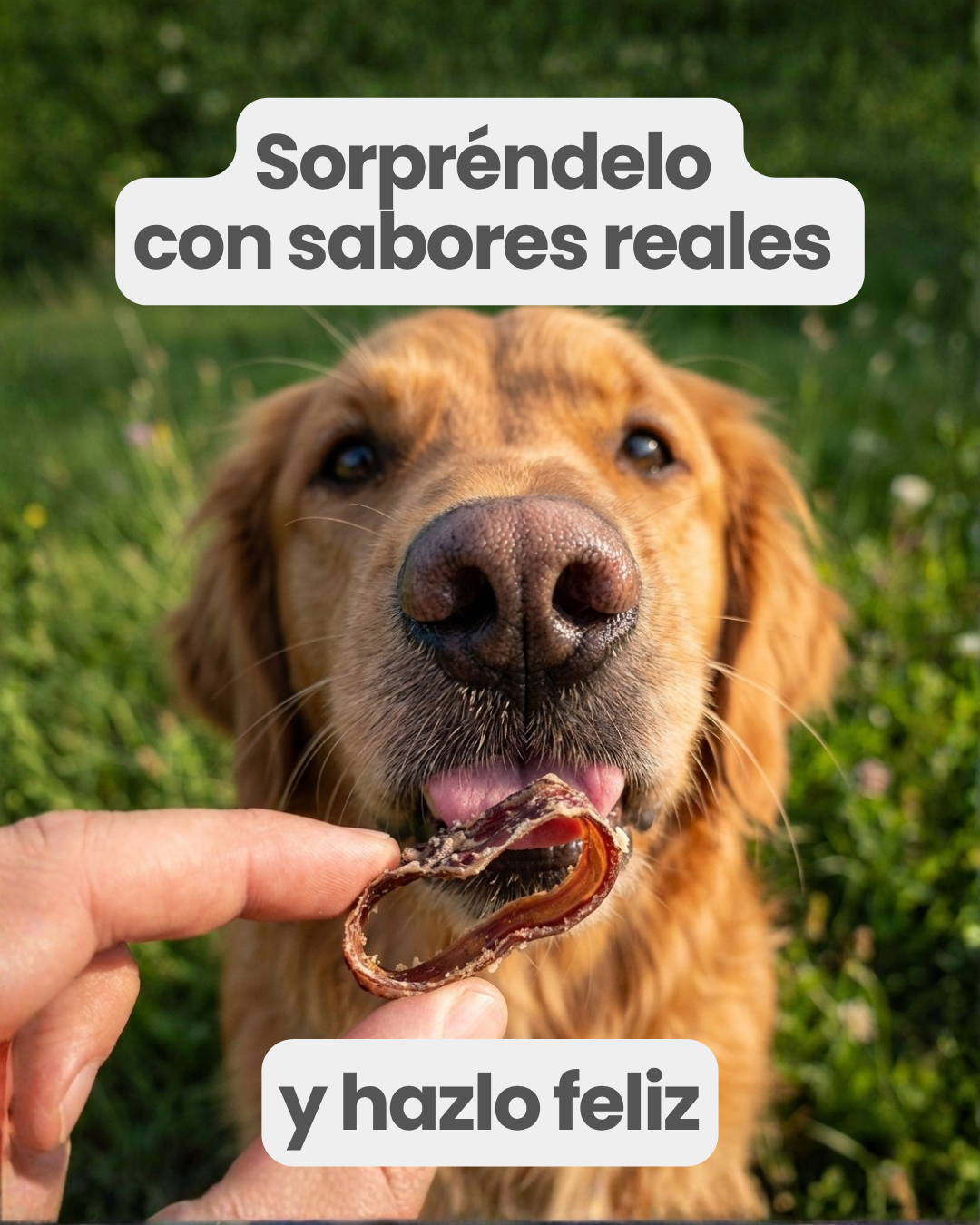 Tráquea de res