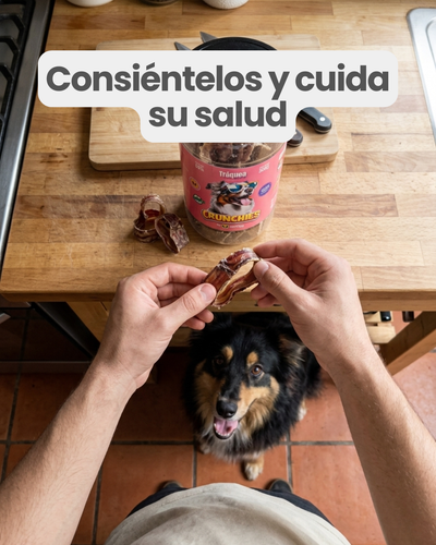 Tráquea de res