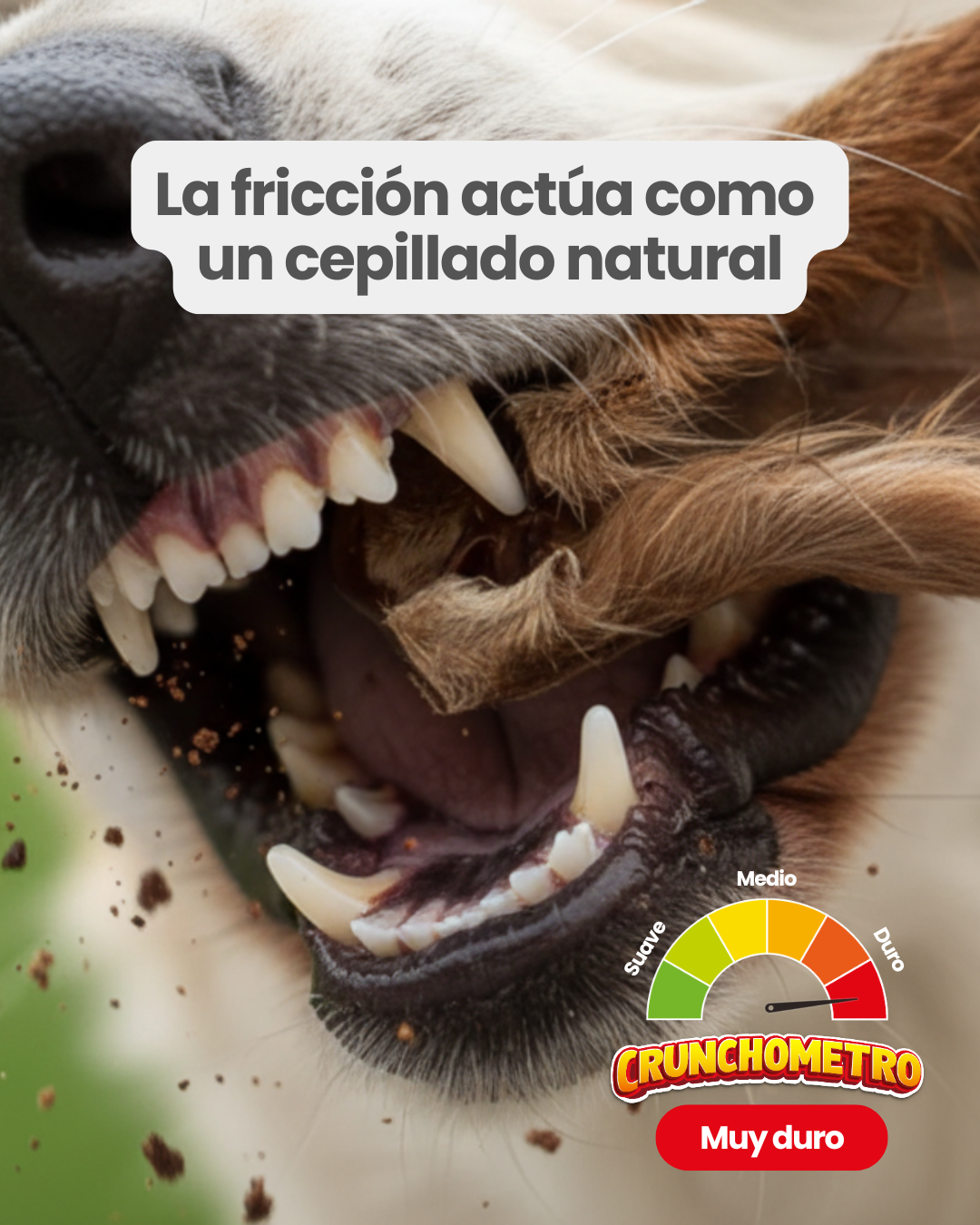 Orejas de res con pelo