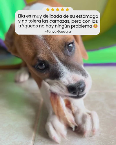 Tráquea de res