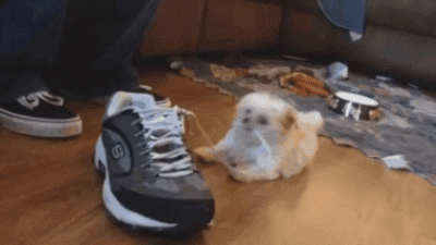Perro con conductas destructivas