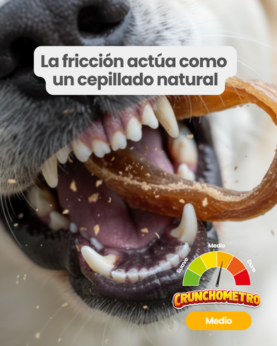 Tráquea de res