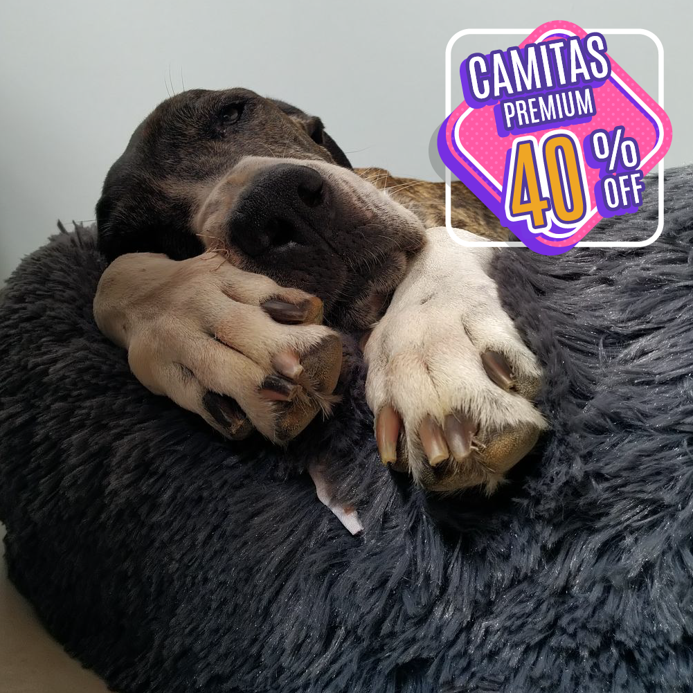 Cama premium anti estrés para perros – Canhijos